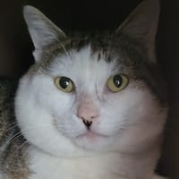 MICKEY, chat à adopter