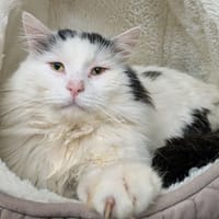 BALTIK, chat à adopter