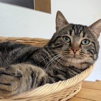 THEO, chat à adopter