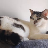 PATY, chatte à adopter