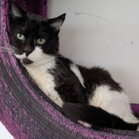 MATTY, chat à adopter