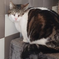 TOLAN, chat à adopter