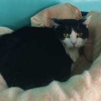 NALA, chatte à adopter