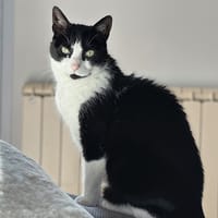 Guiness, chatte à adopter
