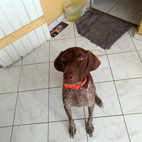 Kiara, le rayon de soleil, chienne à adopter