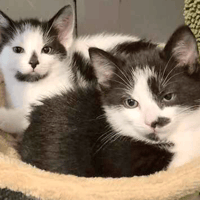 Ziggy and Ghost, cat to adopt