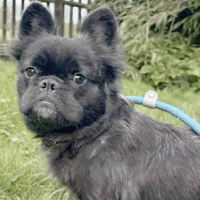 Coco, female dog to adopt