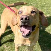 Buddy Boy, dog to adopt