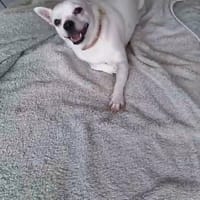 Poupi petite chihuahua pleine d'amour, chienne à adopter