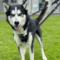 Marley and Runner, dog to adopt