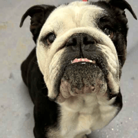 Boycie, dog to adopt