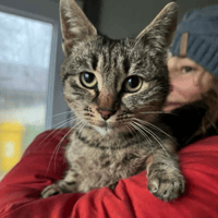 Sawyer, cat to adopt