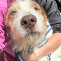 Jester, dog to adopt