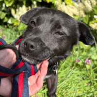 Titch, dog to adopt
