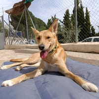 MAYA (union animal), chienne à adopter
