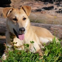 LORETO (Maria), chien à adopter
