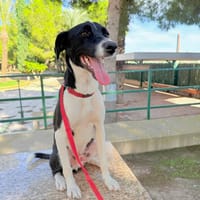 JAGGER (Martina), chien à adopter