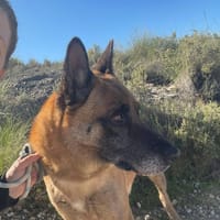 JACOBO (Maria), chien à adopter