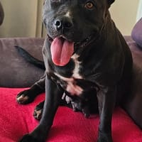 Paty, se languit de trouver sa famille, chienne à adopter