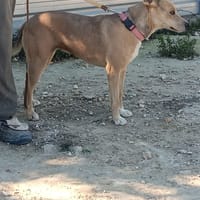 SANDRA, chienne à adopter