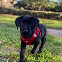 Sunday, chienne à adopter