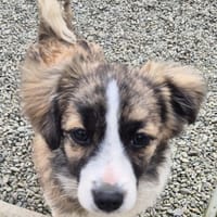 Baxter, dog to adopt