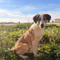 LIO, chien à adopter