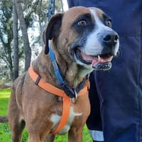 LUNA, chienne à adopter