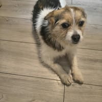 Vivi, chienne à adopter