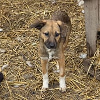 Solka, chienne à adopter