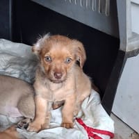 Mioura, chienne à adopter