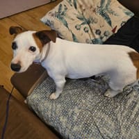 Tajra, suczka do adopcji