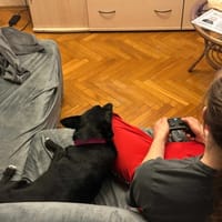 Leon, pies do adopcji