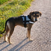 Willo le gentil, chien à adopter