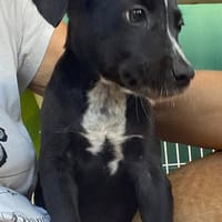 ✨️ SUSHI ✨️ 🐶, chien à adopter