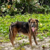 Bobby le timide, chien à adopter