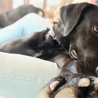 ✨️ TAORMINE ✨️ 🐶, chienne à adopter