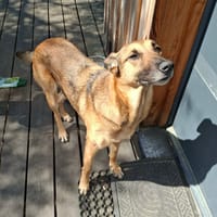 À L’ADOPTION, SCARLETT, magnifique femelle MALINOISE !, chienne à adopter