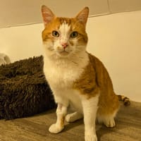 GASPARD, chat à adopter