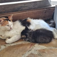 ✨️ PÉNÉLOPE ✨️ 🐱, chatte à adopter