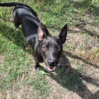 Naya, Femelle, X Berger, née le 18/08/2025 🐶, chienne à adopter