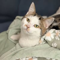 APEROL, chat à adopter