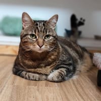 Enka, chatte à adopter