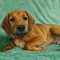 Jules, chien à adopter