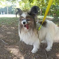 Diane, chienne à adopter