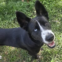 TALIA, chienne à adopter