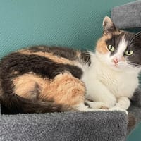 CALYPSO, chatte à adopter