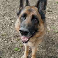 OSLO, chien à adopter