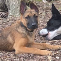 ASTA, chienne à adopter