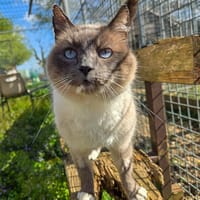 RESTA, chat à adopter